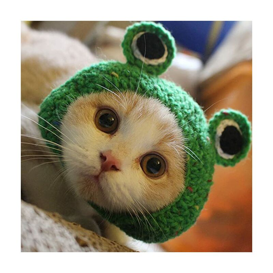 Pet Hat - Dog Cat Pet Cap Handmade Knitted Woolen Yarn Hat for Puppy Teddy Cartoon Frog Animal Dog Cat Grooming Accessories Apparels, Green, s