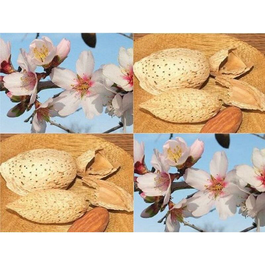 1x 4-5ft Almond Nut sweet eating Dulcis Robijn Fruit Tree