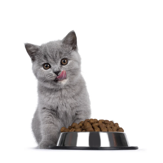 British Shorthair Kitten