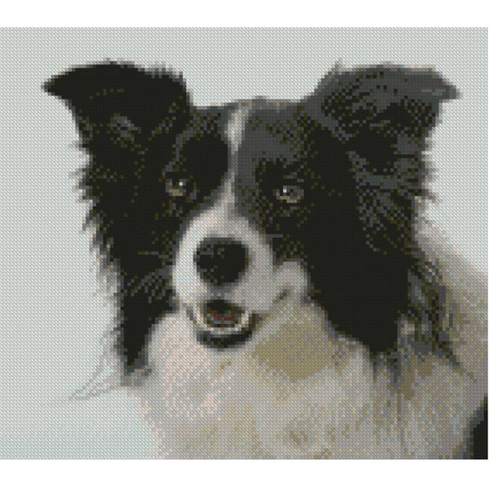 Border Collie Puppy Dog Complete Counted Cross Stitch Kit 10" x 9"