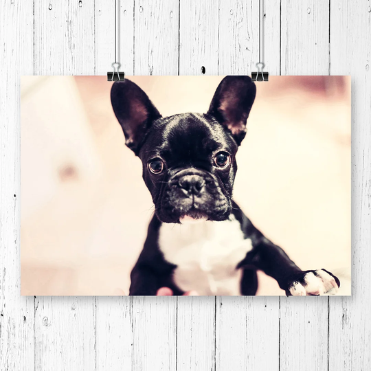 'French Bulldog Puppy Dog' Photographic Print