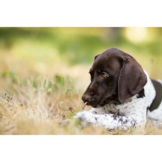 German Short-Haired Pointer Puppy Closeup - Wrapped Canvas Photograph