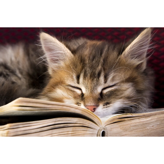 Little Ginger Kitten Sleeping In An Open Book