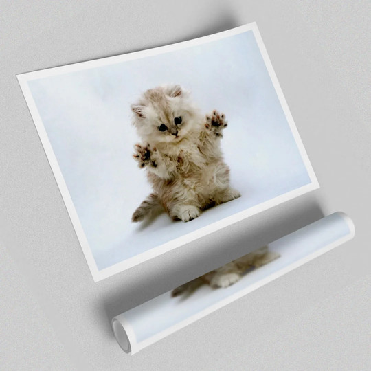 Cute Kitten Paws - Photograph Print on Paper