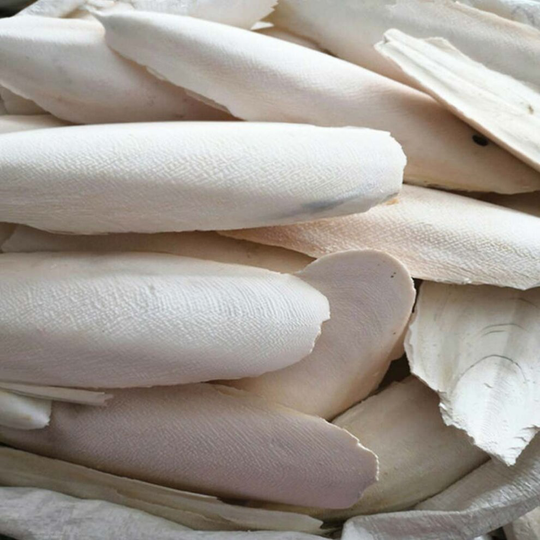 20pcs Cuttlefish Bone 7-9 cm Bones Suitable For Birds Tortoise Snails