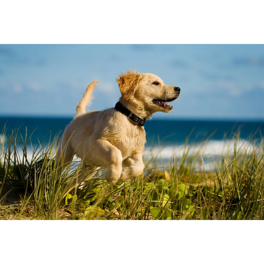 Puppy Jumping On The Beach
