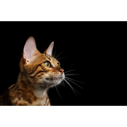 Bengal Kitten