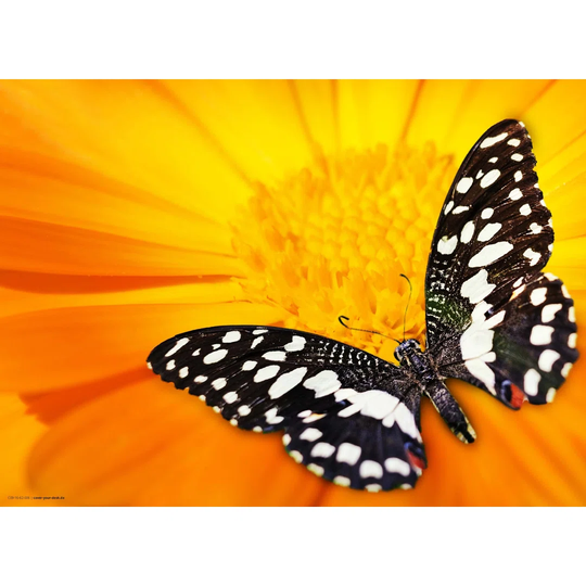 Butterfly Placemat