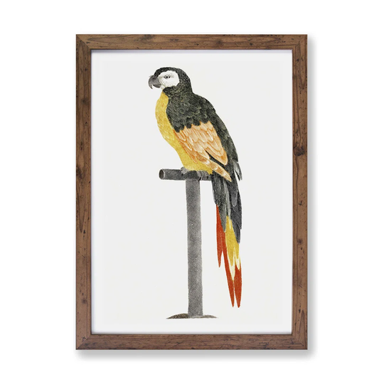 'A Perched Parrot' by Johan Teyler - Picture Frame Painting Print on Paper