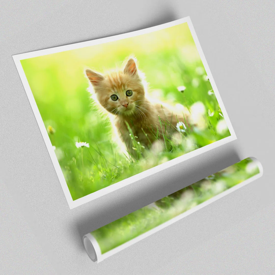 Cute Kitten Wild Life - Photograph Print on Paper