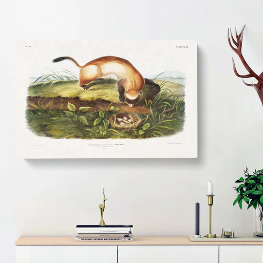 Black-Footed Ferret by J.W. Audubon - Wrapped Canvas Painting Print