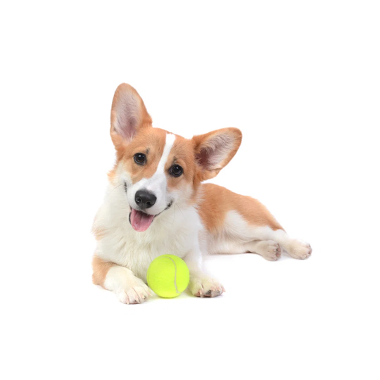 Cute Puppy Corgi With A Ball