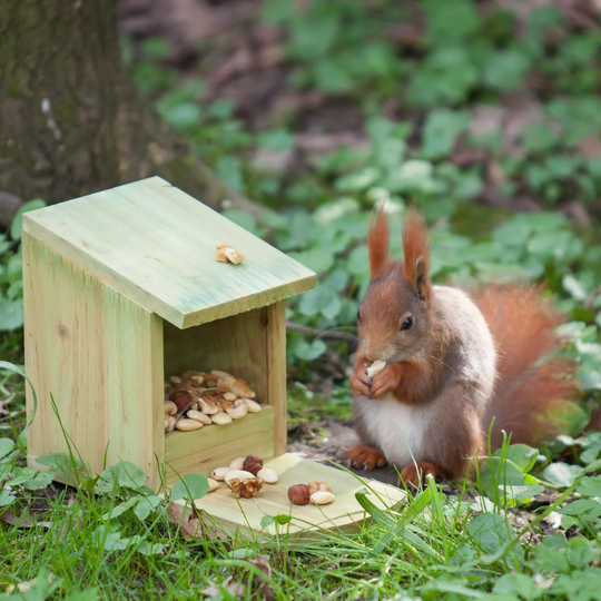 Denya Squirrel Feeder