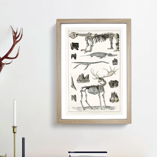 Animal Bones IV by Oliver Goldsmith - Picture Frame Drawing Print on Paper