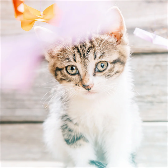 Little Cat Photographic Print on Canvas