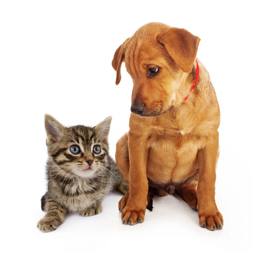 Puppy Looking Down at a Kitten - Wrapped Canvas Photograph