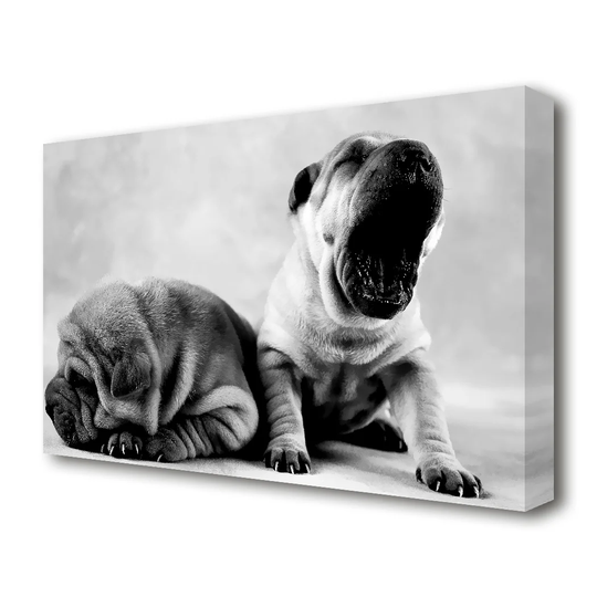 'Wrinkly Tired Puppies Wildlife' - Canvas Photographic Print