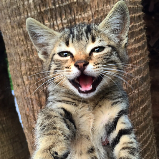 Shouting Kitten