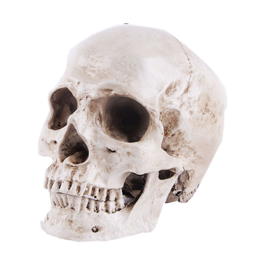 Heguyey - Anatomical Skull Model - 19 x 13 x 14.5cm - Realistic Resin Human Skull - Life Size Crane Decoration for Medical Anatomy Classroom and