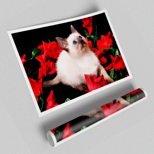 Kitten Roses - Graphic Art Print on Paper