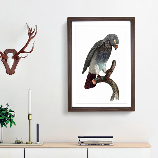 Grey Parrot Perched by F. Levaillant - Picture Frame Painting Print