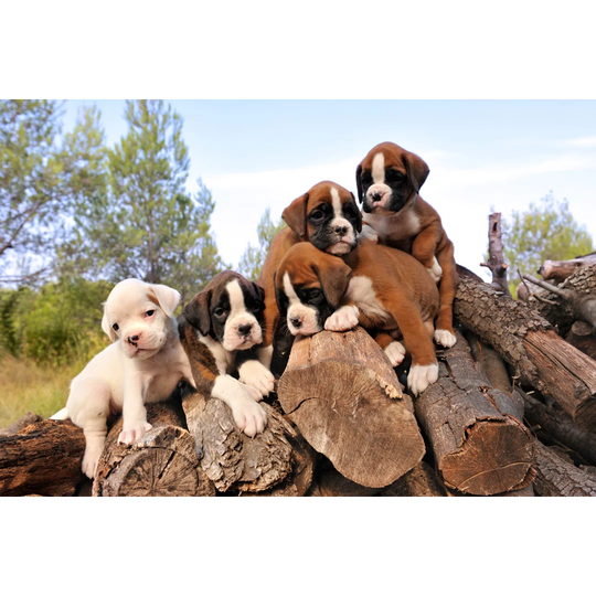 Puppies Boxer by Cynoclub - Wrapped Canvas Photograph