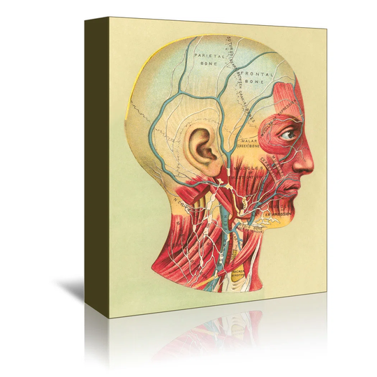 Bones and Muscles of the Head - Graphic Art Print