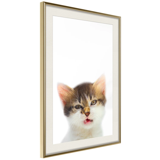 Funny Kitten - Picture Frame Photograph