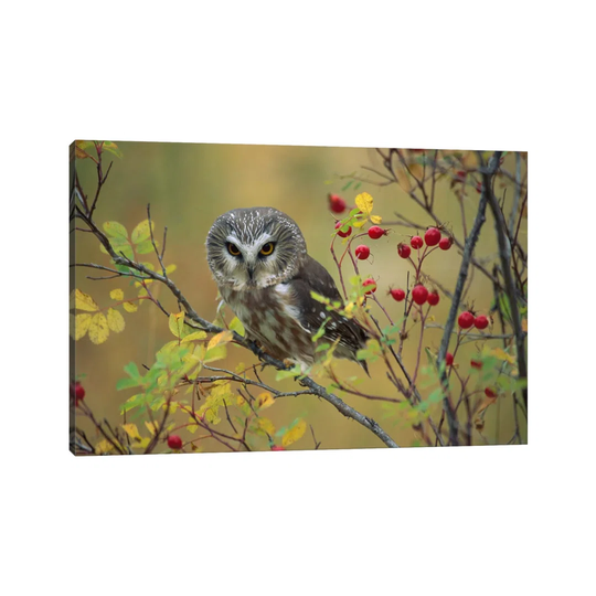 Northern Saw-Whet Owl Perching in a Wild Rose Bush, British Columbia, Canada I by Tim Fitzharris - Wrapped Canvas Photograph