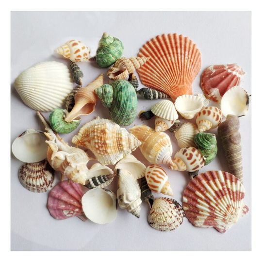 Bags of Mixed Shells and Conques, Aquarium Landscaping, Aquarium Decoration, Photography Accessories, Natural Craft Scallops