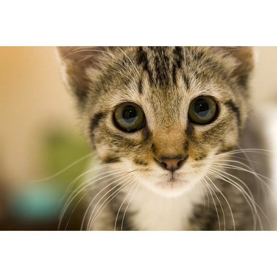 Curious Kitten