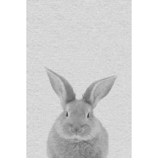 'Chubby Rabbit' Canvas Art