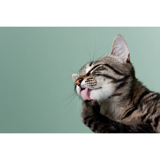 Cat Grooming - Wrapped Canvas Photograph
