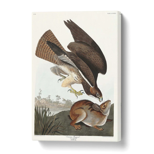 'Common Buzzard and Rabbit' by John James Audubon - Wrapped Canvas Painting Print