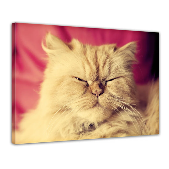 Cute Cat Framed Photographic Print on Canvas