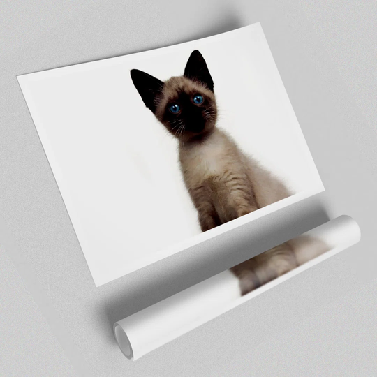Kitten Mischief - Graphic Art Print on Paper