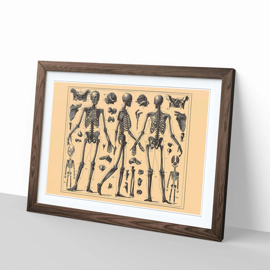 Encyclopedia Human Biology Skeleton Bones (2) Framed Painting Print