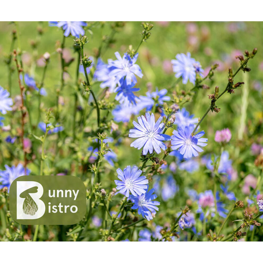 Bunny Bistro Chicory Seeds 50g - 41,500 Seeds - Rabbit Food Growing Seed