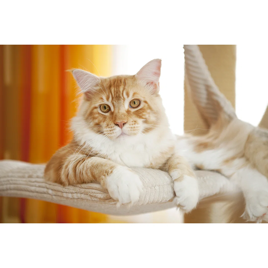 Maine Coon Kitten