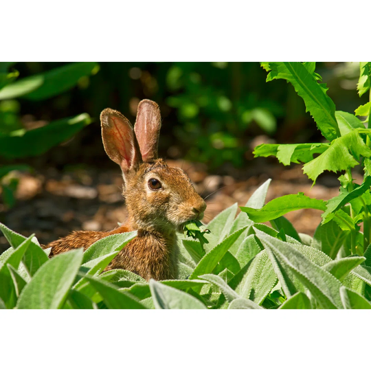 Rabbit Eating Greens In The Garden