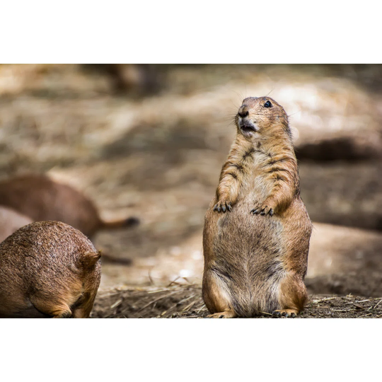 A Confused Looking Prairie Dog by Jasonondreicka - Wrapped Canvas Photograph
