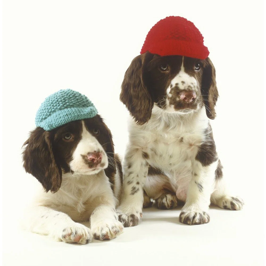 Springer Spaniel Puppies Wearing Knit Caps - Photograph Print