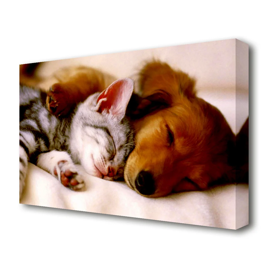 Cute Kitten and Puppy Wildlife - Photograph Print on Canvas