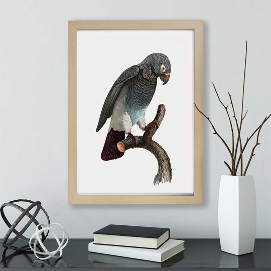 'Parrot Perched' by F. Levaillant - Picture Frame Painting Print on Paper