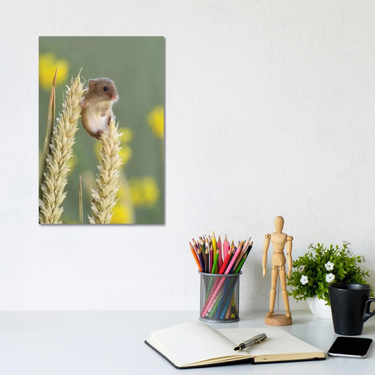 Just Chillin Harvest Mouse by Dean Mason - Photograph Print on Canvas