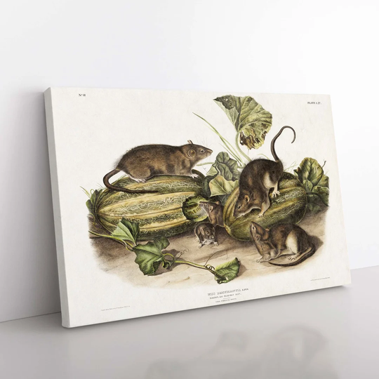 Brown Rats By J.W. Audubon