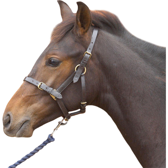 Leather Foal Head Collar (Medium) (Black) - Black - HY