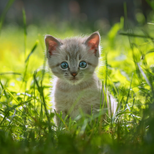 Kitten by Smitt - Wrapped Canvas Photograph