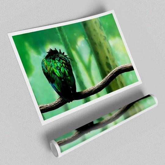 Parrot Perch - Photograph Print on Paper