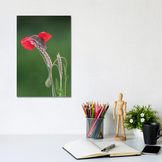 Angel Wings Harvest Mouse by Dean Mason - Photograph Print on Canvas